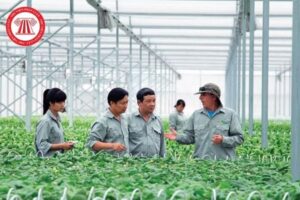 Dịch vụ tư vấn nông nghiệp